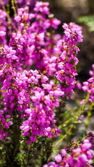 Vue rapprochée de bruyères et de fougères sauvages