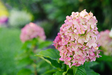 Blooming Hydrangea Pink and Rose in Summer