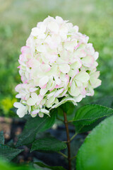 Panicle Hydrangea Bonfaire with Pink Blush