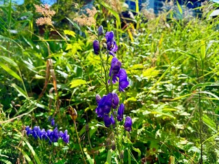 Miharashi with Mountain Huts and Campsite between Ozenuma Lake and Ozegahara Wetland, Oze National Park, Gunma, Japan