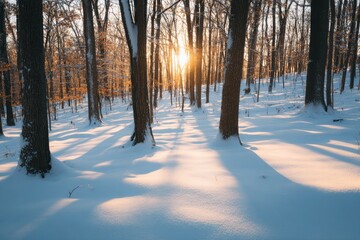 Winter sunbeams through snowy forest