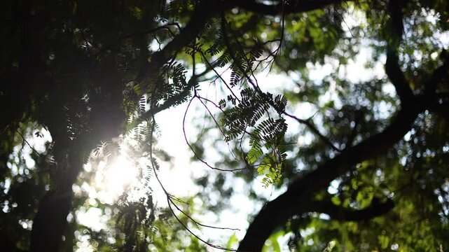 Afternoon Sunlight Through Tamarind Tree Leaves, Warm afternoon sunlight dances through tamarind tree leaves, perfect for a tranquil film scene that whispers tales of nature's embrace.