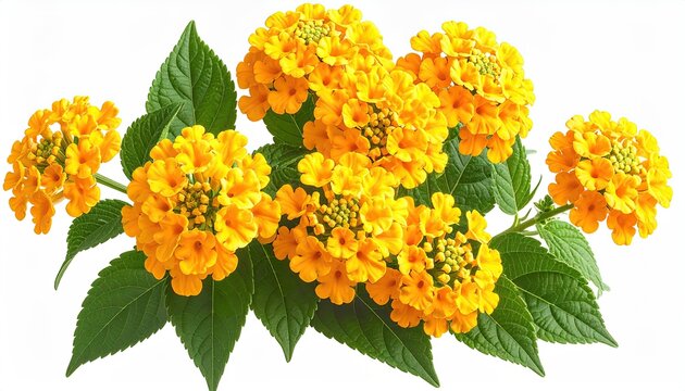 A vibrant cluster of bright yellow lantana flowers with lush green foliage, isolated on a white background - Powered by Adobe