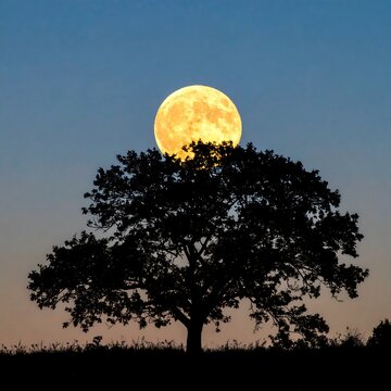 Full moon behind tree silhouette