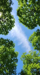 Lush green treetops reaching for a vibrant blue sky, filled with wispy clouds.