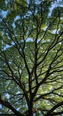Fototapeta premium Looking up into the vast canopy of a large, leafy tree, sunlight filtering through branches.