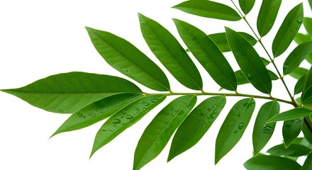 green leaves on white background