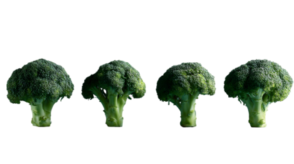 Four fresh green broccoli florets arranged in a neat row on a smooth indigo background