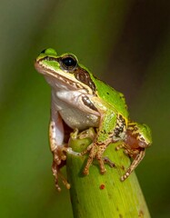 Obraz premium Close-up of a Green Frog on a Stem.