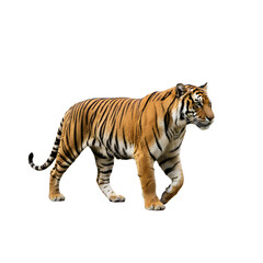 Obraz premium Tiger walking PNG, high-resolution transparent image, majestic wild animal, perfect for wildlife illustrations, educational, and creative design projects 