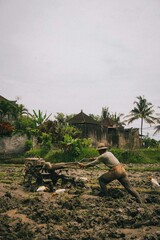 Obraz premium A traditional Indonesian farmer working in a rice field using buffalo to plow the land. Symbol of sustainable agriculture, rural lifestyle, and cultural heritage in Asia.