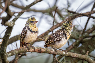 Usambiro barbet (Trachyphonus usambiro), Serengeti National Park, Tanzania, East Africa, Africa