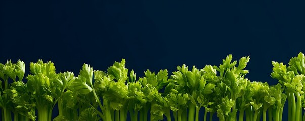Fresh green celery stalks arranged in a row against a dark navy blue background
