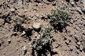 Heliotrope milkvetch or Astragalus montii plant. An eye-catching plant that grows among rocks with its thick, full leaves and delicate, delicate flowers.