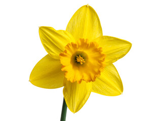 Fototapeta premium Single yellow daffodil bloom isolated on transparent background 