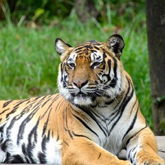 Fototapeta premium Bengal Tiger with Orange Fur and Black Stripes Resting in Jungle for Premium Animal Object and Wildlife Concept