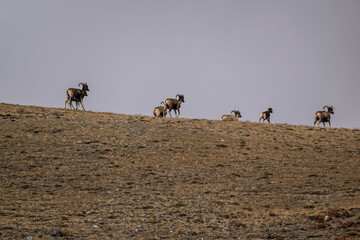 Wild argali sheep on autumn pastures in the Altai Mountains