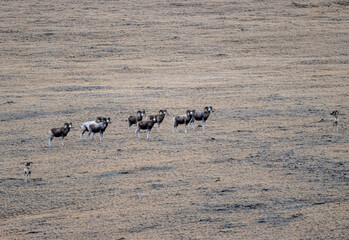 Wild argali sheep on autumn pastures in the Altai Mountains