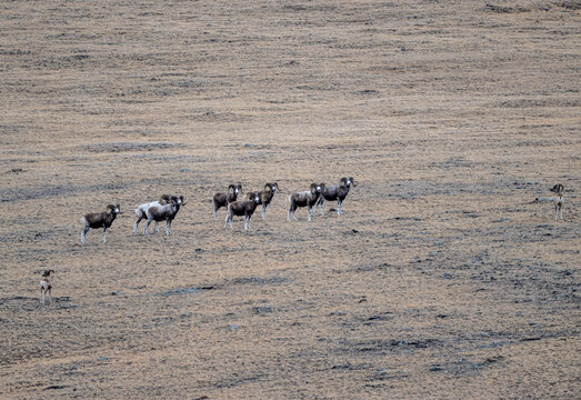 Wild argali sheep on autumn pastures in the Altai Mountains