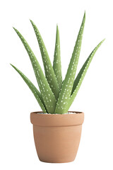 Aloe vera plant in terracotta pot isolated on transparent PNG, eco friendly PNG clipart