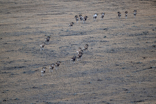Wild argali sheep on autumn pastures in the Altai Mountains