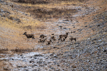 Wild argali sheep on autumn pastures in the Altai Mountains