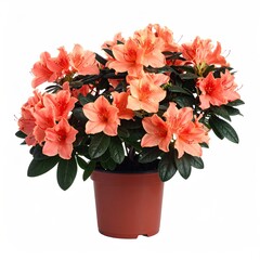 A potted azalea plant with numerous peach-colored blossoms and dark green foliage, set against a stark white background