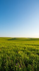 Stunning green meadow with wildflowers under a vibrant blue sky, capturing the essence of summer serenity and natural beauty