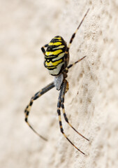 A spider with yellow and black stripes is on a wall
