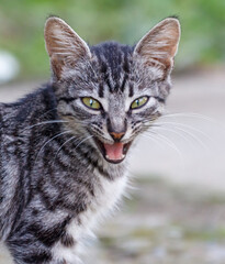 A cat with a greenish yellow eye is standing on a sidewalk