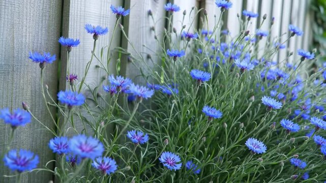 Blue flowers by fence