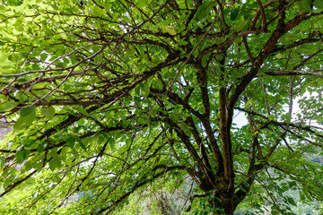 Fototapeta premium A tree with green leaves and a brown trunk