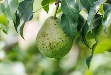 A green pear is hanging from a tree