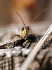 A bug is on a log