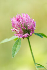 A pink flower with a green stem