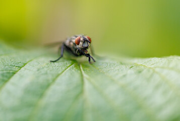 A fly is on a leaf
