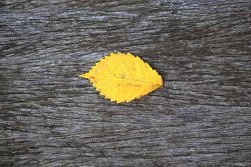 Аutumn leaves on a beautiful board. October and November leaves . 