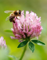 A bee is on a pink flower