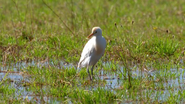 A Western Cattle Egret walking on a meadow