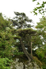 Picea jezoensis, also called Ga-mun-bi-na-mu, is an evergreen spruce tree with conical crown, needle-like leaves with stomatal lines, scaly bark, and downward cones. Found in Korea and Northeast Asia.