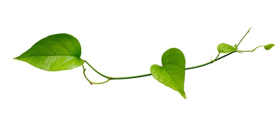 Vine plant, green leaves