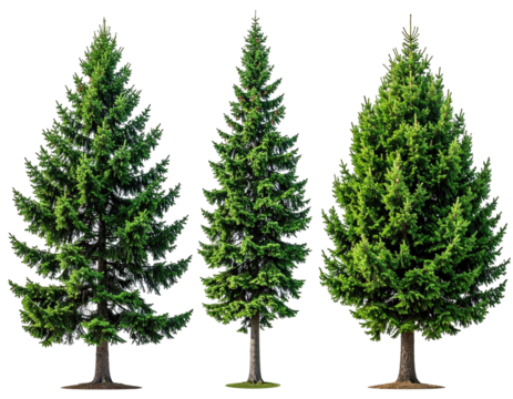 Three evergreen trees in a row, full of needle-like foliage, against a black background