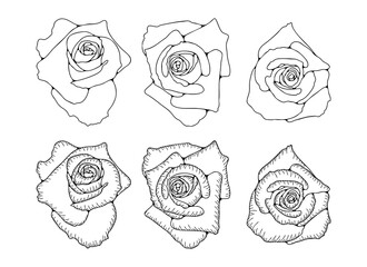 Hand-drawn sketch of rose flowers isolated on a white background. Floral vector illustration. Rose flower outline.