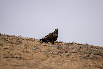 A beautiful brown golden eagle surveys its surroundings in search of food in the Altai Mountains.
