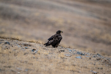A beautiful brown golden eagle surveys its surroundings in search of food in the Altai Mountains.