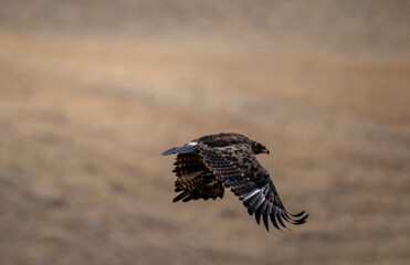 A beautiful brown golden eagle surveys its surroundings in search of food in the Altai Mountains.