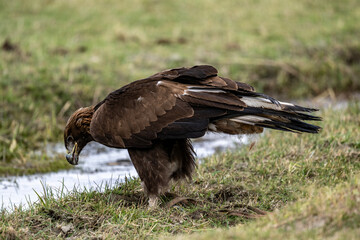 A beautiful brown golden eagle surveys its surroundings in search of food in the Altai Mountains.