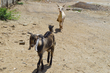 Landscape of view goats in the wild, outdoor farm animal