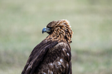 A beautiful brown golden eagle surveys its surroundings in search of food in the Altai Mountains.