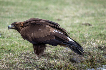 A beautiful brown golden eagle surveys its surroundings in search of food in the Altai Mountains.